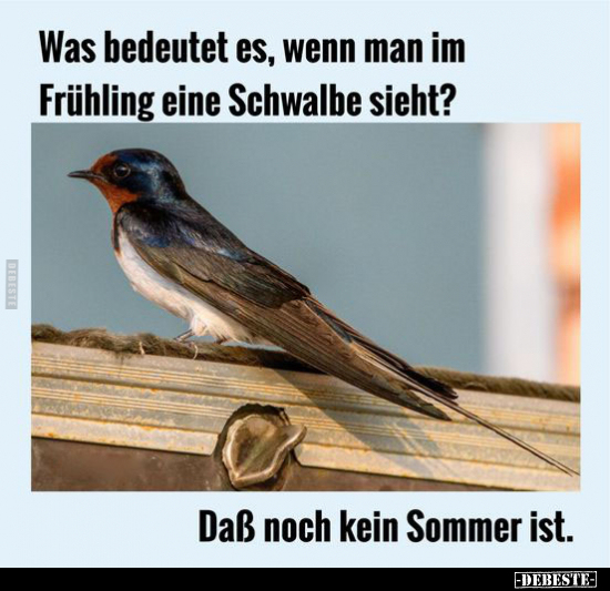Was bedeutet es, wenn man im Frühling eine Schwalbe sieht.. - Lustige Bilder | DEBESTE.de