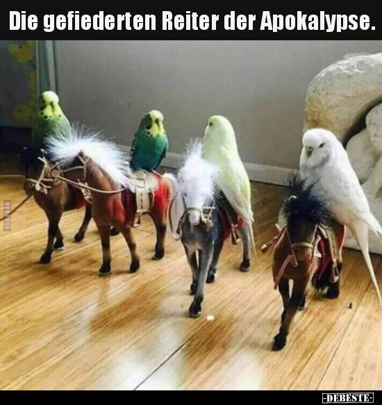 Die gefiederten Reiter der Apokalypse... - Lustige Bilder | DEBESTE.de