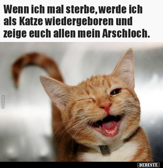 Wenn ich mal sterbe, werde ich als Katze wiedergeboren und.. - Lustige Bilder | DEBESTE.de