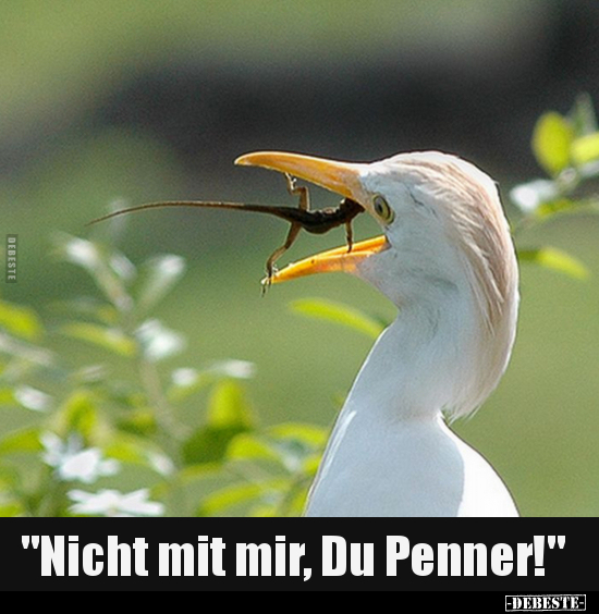 "Nicht mit mir, Du Penner!".. - Lustige Bilder | DEBESTE.de