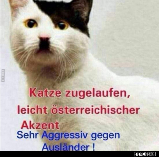 Katze Zugelaufen, leicht österreichischer Akzent.. - Lustige Bilder | DEBESTE.de