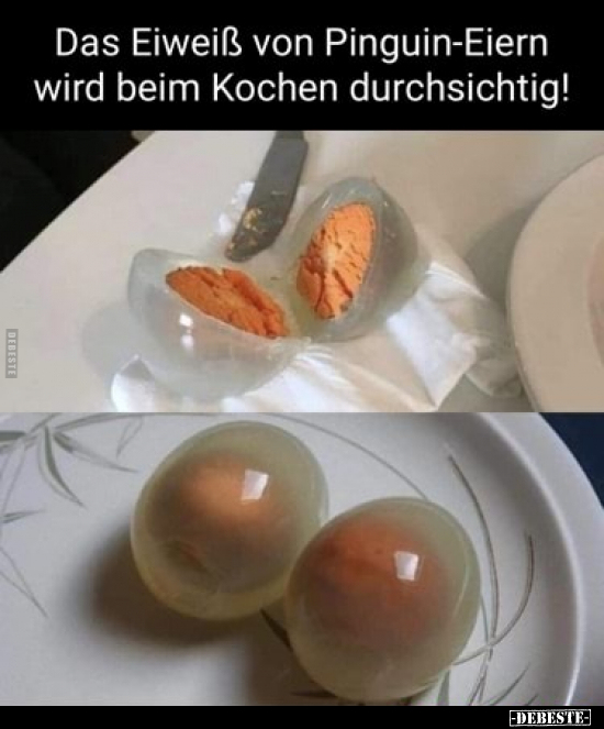 Das Eiweiß von Pinguin-Eiern wird beim Kochen.. - Lustige Bilder | DEBESTE.de