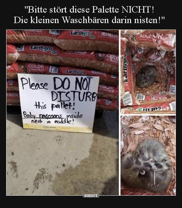 "Bitte stört diese Palette NICHT! Die kleinen Waschbären.." - Lustige Bilder | DEBESTE.de
