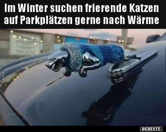 Im Winter suchen frierende Katzen auf Parkplätzen gerne.. - Lustige Bilder | DEBESTE.de