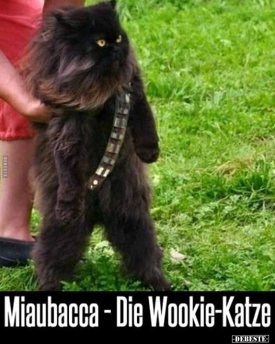 Miaubacca - Die Wookie-Katze.. - Lustige Bilder | DEBESTE.de