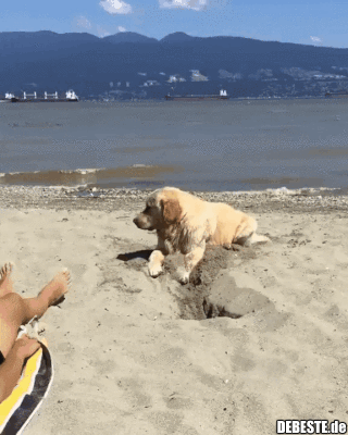 Hund buddelt Loch im Sand.. - Lustige Bilder | DEBESTE.de
