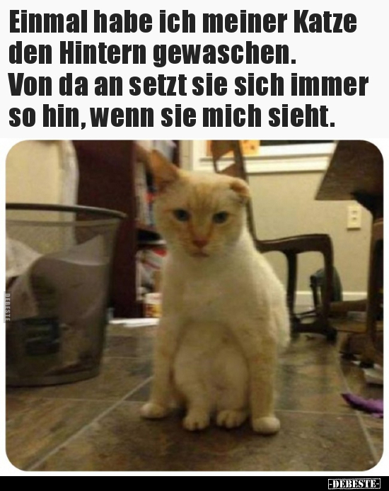 Einmal habe ich meiner Katze den Hintern gewaschen... - Lustige Bilder | DEBESTE.de