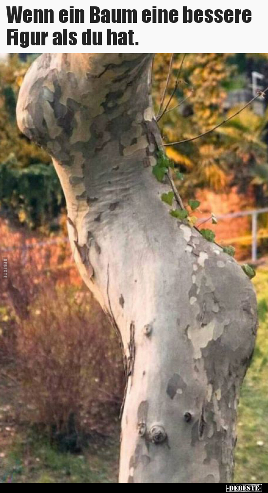 Wenn ein Baum eine bessere Figur als du hat... - Lustige Bilder | DEBESTE.de