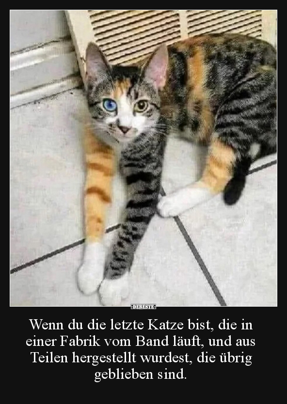 Wenn du die letzte Katze bist, die in einer Fabrik vom.. - Lustige Bilder | DEBESTE.de