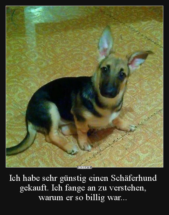 Ich habe sehr günstig einen Schäferhund gekauft. Ich fange.. - Lustige Bilder | DEBESTE.de