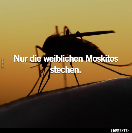 Nur die weiblichen Moskitos stechen.. - Lustige Bilder | DEBESTE.de