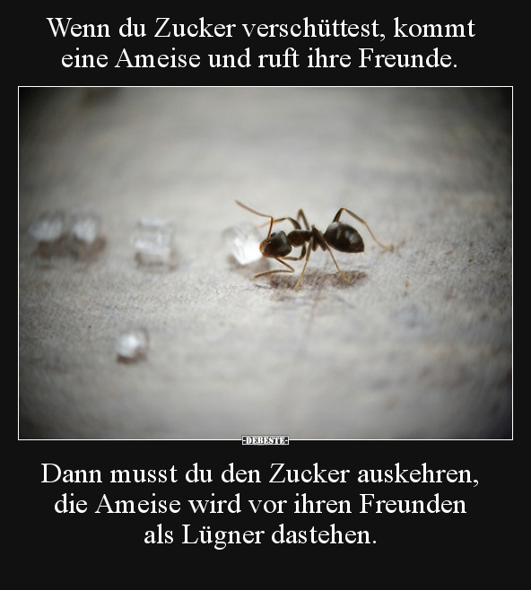 34++ Sprueche wie man in den wald ruft , 42 lustige Bilder von Ameise in 2019 Lustig, neue, DEBESTE