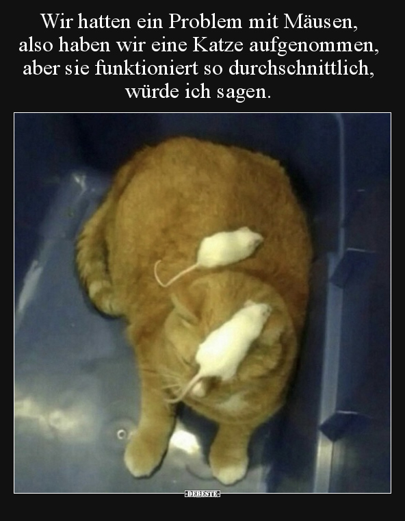 Wir hatten ein Problem mit Mäusen, also haben wir eine.. - Lustige Bilder | DEBESTE.de