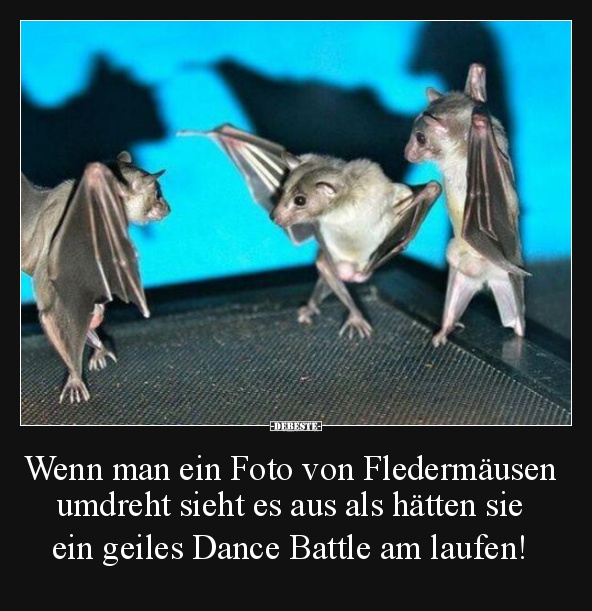 Wenn man ein Foto von Fledermäusen umdreht sieht.. - Lustige Bilder | DEBESTE.de