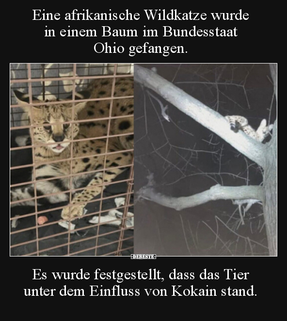 Eine afrikanische Wildkatze wurde in einem Baum im.. - Lustige Bilder | DEBESTE.de