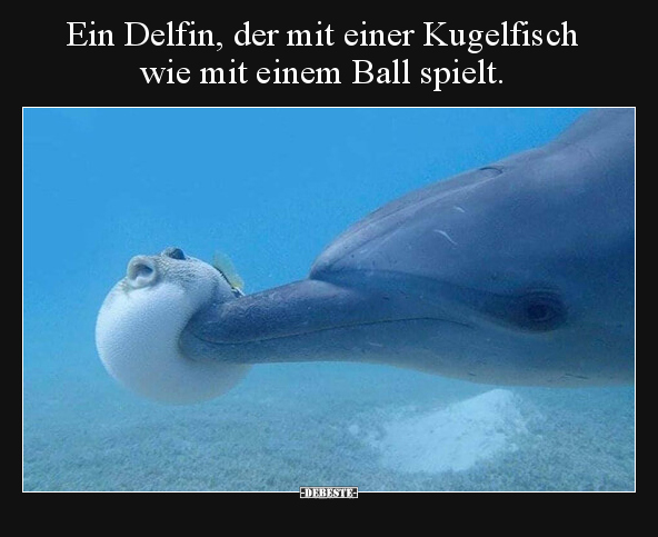 Ein Delfin, der mit einer Kugelfisch wie mit einem Ball.. - Lustige Bilder | DEBESTE.de