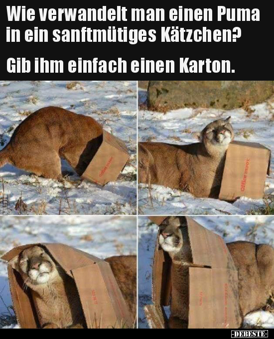 Wie verwandelt man einen Puma in ein sanftmütiges.. - Lustige Bilder | DEBESTE.de