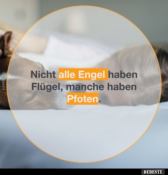 Nicht alle Engel haben Flügel, manche haben Pfoten... - Lustige Bilder | DEBESTE.de