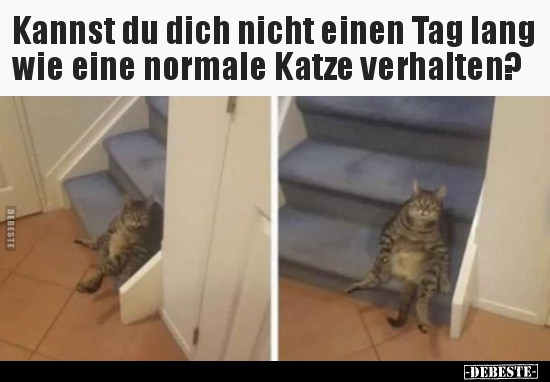 Kannst du dich nicht einen Tag lang wie eine normale Katze.. - Lustige Bilder | DEBESTE.de