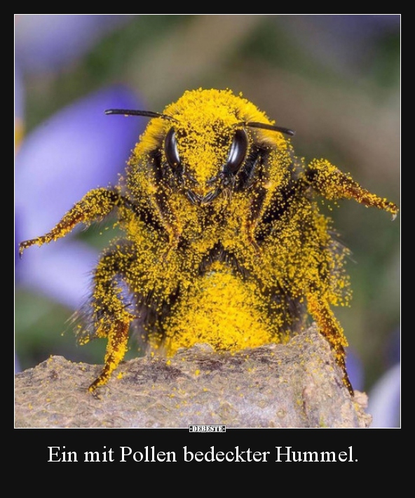 Ein mit Pollen bedeckter Hummel... - Lustige Bilder | DEBESTE.de
