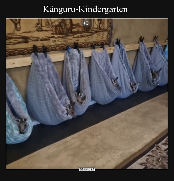 Känguru-Kindergarten.. - Lustige Bilder | DEBESTE.de