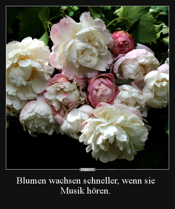 Blumen wachsen schneller, wenn sie Musik hören... - Lustige Bilder | DEBESTE.de