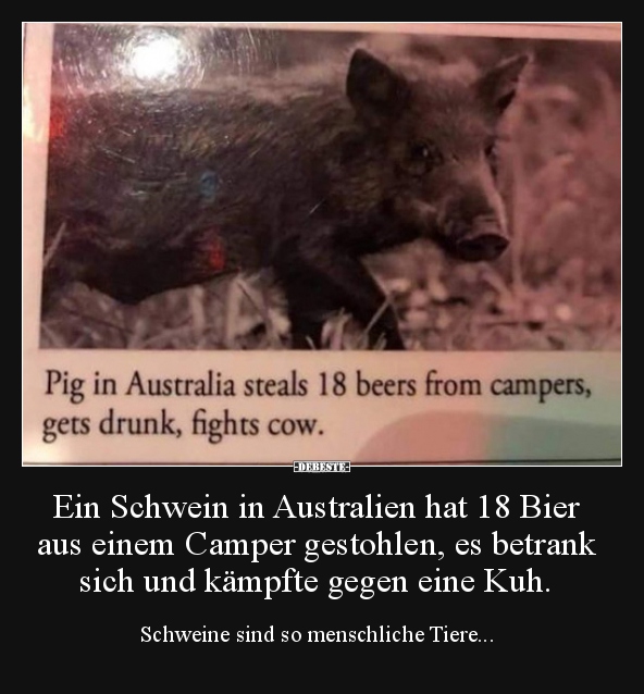Ein Schwein in Australien hat 18 Bier aus einem Camper.. - Lustige Bilder | DEBESTE.de