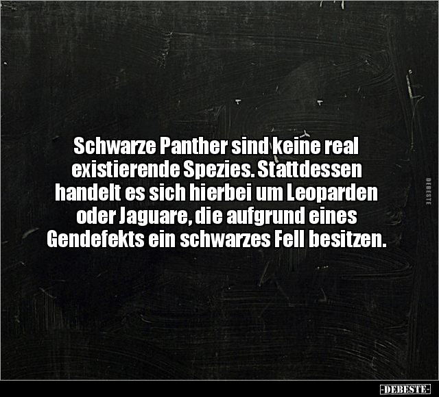 Schwarze Panther sind keine real existierende Spezies... - Lustige Bilder | DEBESTE.de