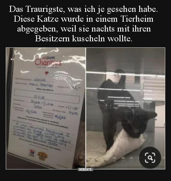 Das Traurigste, was ich je gesehen habe. Diese Katze wurde.. - Lustige Bilder | DEBESTE.de