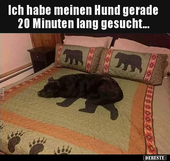 Ich habe meinen Hund gerade 20 Minuten lang gesucht... - Lustige Bilder | DEBESTE.de