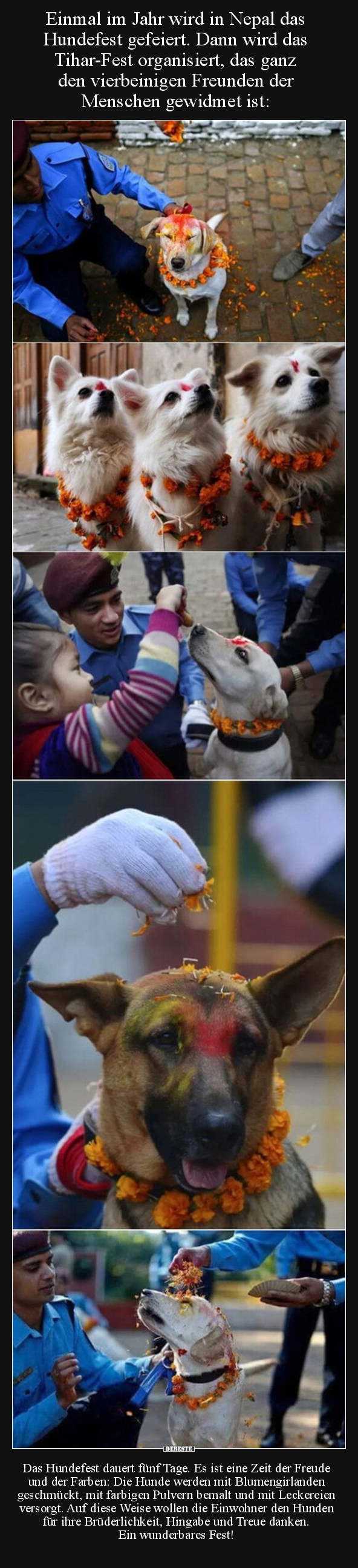Einmal im Jahr wird in Nepal das Hundefest gefeiert. Dann.. - Lustige Bilder | DEBESTE.de
