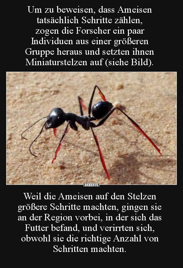 Um zu beweisen, dass Ameisen tatsächlich Schritte zählen.. - Lustige Bilder | DEBESTE.de