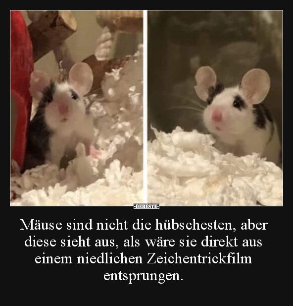 Mäuse sind nicht die hübschesten, aber diese sieht aus.. - Lustige Bilder | DEBESTE.de