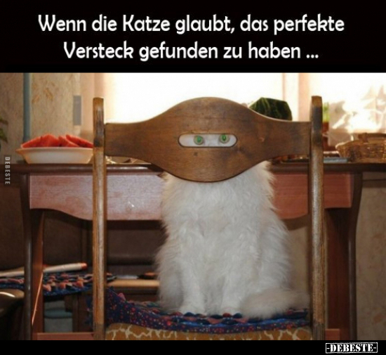 Wenn die Katze glaubt, das perfekte Versteck gefunden.. - Lustige Bilder | DEBESTE.de