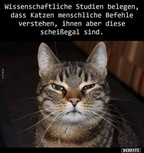 Wissenschaftliche Studien belegen, dass Katzen menschliche.. - Lustige Bilder | DEBESTE.de