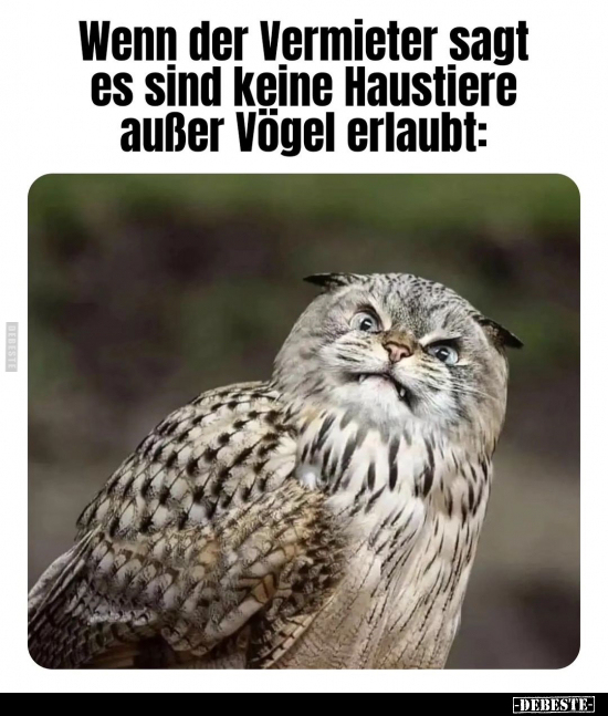 Wenn der Vermieter sagt es sind keine Haustiere.. - Lustige Bilder | DEBESTE.de