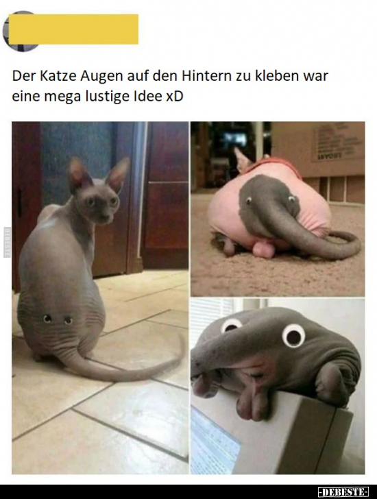 Der Katze Augen auf den Hintern zu kleben war eine mega.. - Lustige Bilder | DEBESTE.de