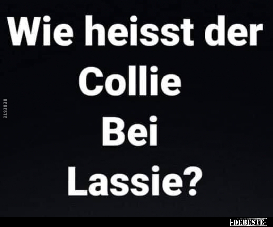 Wie heisst der Collie Bei Lassie?.. - Lustige Bilder | DEBESTE.de