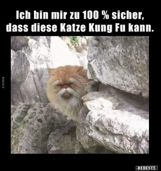 Ich bin mir zu 100% sicher, dass diese Katze.. - Lustige Bilder | DEBESTE.de