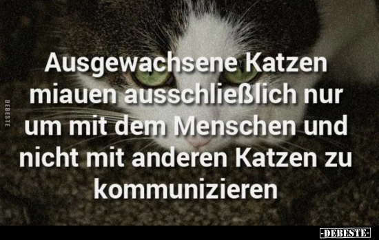 Ausgewachsene Katzen miauen ausschließlich nur um mit dem.. - Lustige Bilder | DEBESTE.de