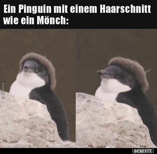 Ein Pinguin mit einem Haarschnitt wie ein Mönch.. - Lustige Bilder | DEBESTE.de