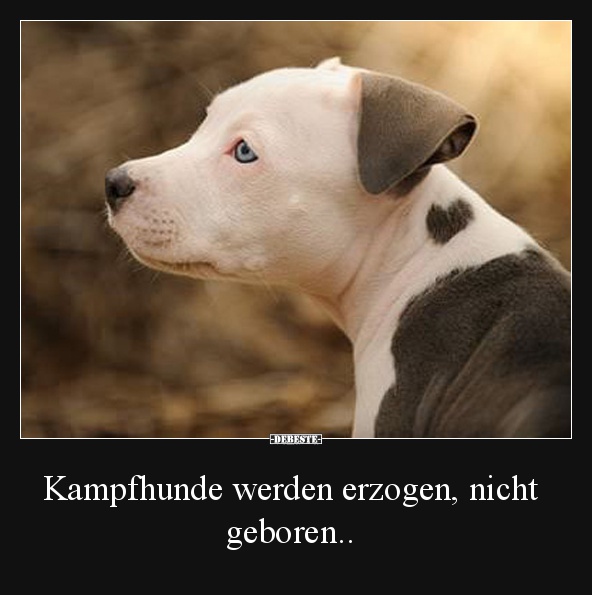 Kampfhunde werden erzogen, nicht geboren.. - Lustige Bilder | DEBESTE.de
