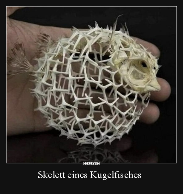 Skelett eines Kugelfisches.. - Lustige Bilder | DEBESTE.de