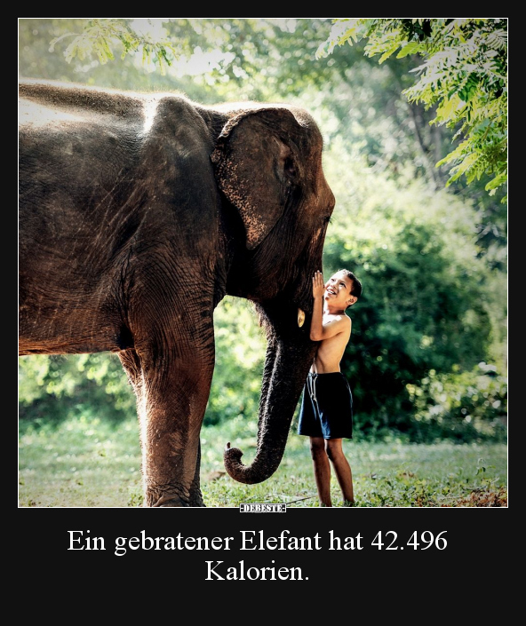 Ein gebratener Elefant hat 42.496 Kalorien... - Lustige Bilder | DEBESTE.de