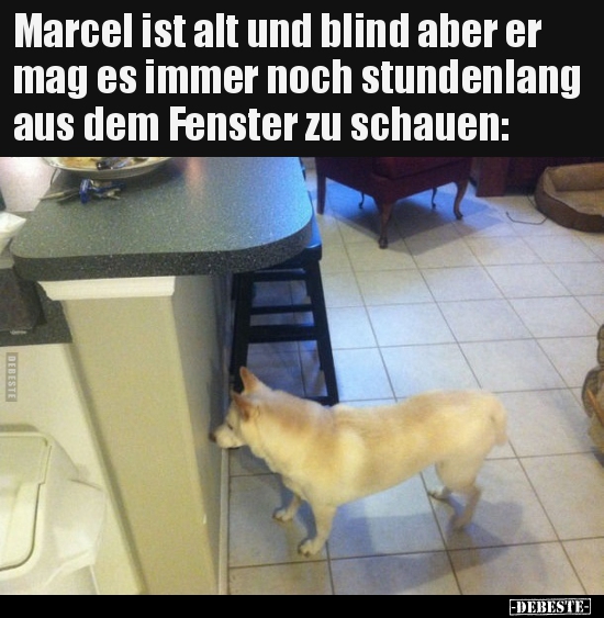 Marcel ist alt und blind aber er mag es immer noch.. - Lustige Bilder | DEBESTE.de