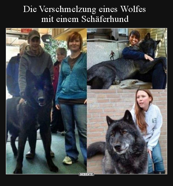 Die Verschmelzung eines Wolfes mit einem Schäferhund.. - Lustige Bilder | DEBESTE.de