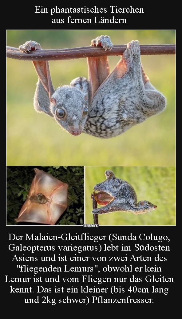 Ein phantastisches Tierchen aus fernen Ländern.. - Lustige Bilder | DEBESTE.de