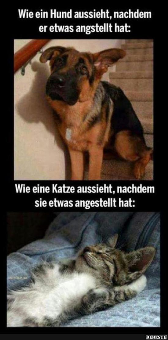 Wie ein Hund aussieht, nachdem er etwas angestellt hat.. - Lustige Bilder | DEBESTE.de