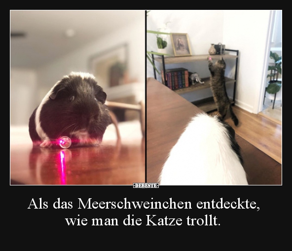 Als das Meerschweinchen entdeckte, wie man die Katze.. - Lustige Bilder | DEBESTE.de