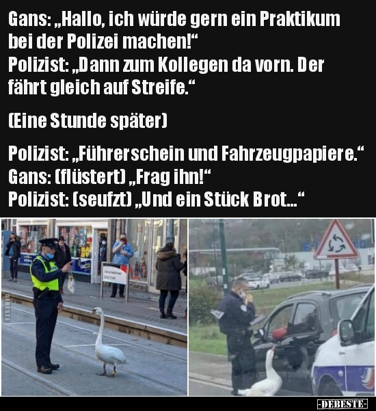Gans: "Hallo, ich würde gern ein Praktikum bei der Polizei.." - Lustige Bilder | DEBESTE.de